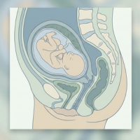 Pregnancy Anatomy and Physiology